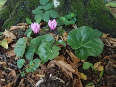 Cyclamen purpurascens