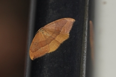 Watsonalla cultraria