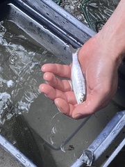 Oncorhynchus kisutch