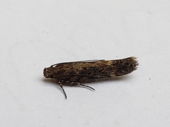 Scrobipalpa ocellatella