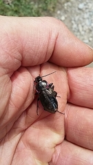 Carabus nemoralis