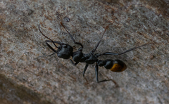 Myrmecia mandibularis