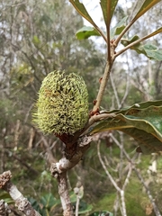 Banksia robur
