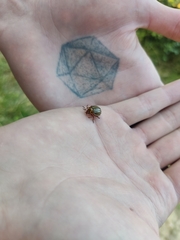 Leptinotarsa decemlineata