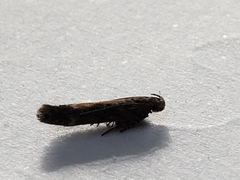 Scrobipalpa ocellatella