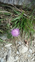 Cirsium acaule