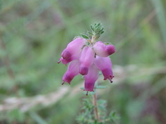 Erica ciliaris