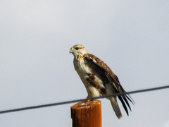 Buteo hemilasius