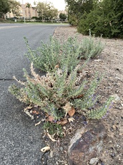 Trichostema lanceolatum