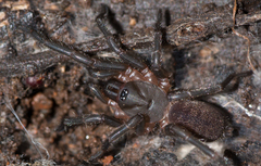 Anamidae