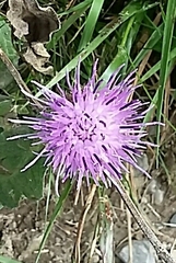 Cirsium acaule