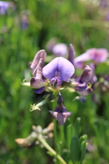 Lotononis bachmanniana