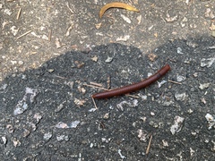 Trigoniulus corallinus