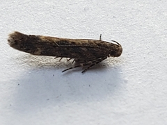 Scrobipalpa ocellatella