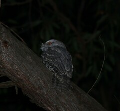 Podargus strigoides
