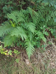 Dryopteris filix-mas