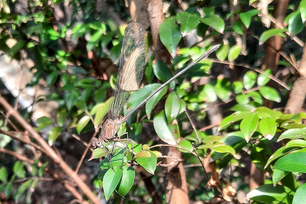 Glistening Demoiselle from Dawncrest, Westville, 3629, South Africa on