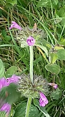 Clinopodium vulgare
