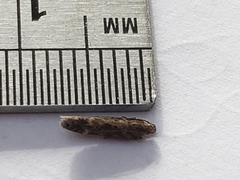 Scrobipalpa ocellatella