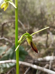 Cryptostylis subulata