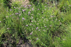 Lotononis bachmanniana