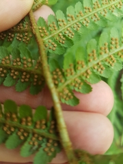 Dryopteris filix-mas
