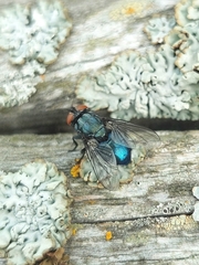 Protocalliphora