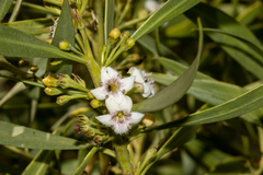 Myoporum montanum