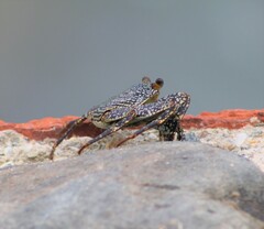 Grapsus grapsus