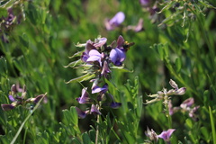 Lotononis bachmanniana