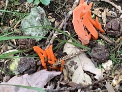 Clavulinopsis