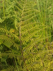 Athyrium filix-femina