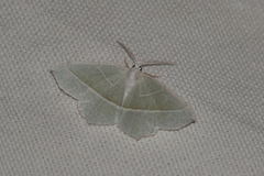 Campaea margaritaria