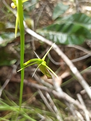 Cryptostylis subulata