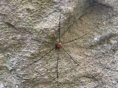 Leiobunum limbatum