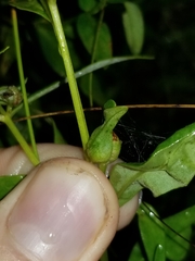 Dasineura lysimachiae