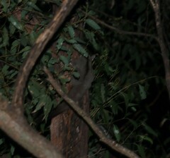 Petaurus norfolcensis