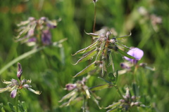 Lotononis bachmanniana