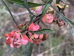Dodonaea viscosa