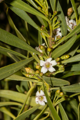 Myoporum montanum