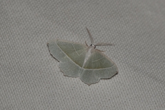 Campaea margaritaria