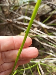 Cryptostylis subulata