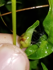 Dasineura lysimachiae