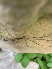 Leiobunum limbatum