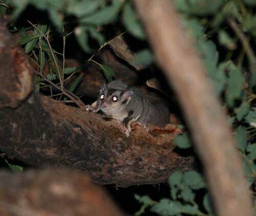 Squirrel Glider