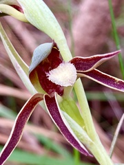 Lyperanthus serratus