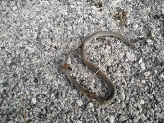 Hierophis viridiflavus carbonarius
