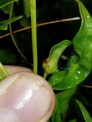 Dasineura lysimachiae