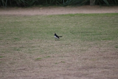 Rhipidura leucophrys