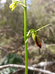 Cryptostylis subulata